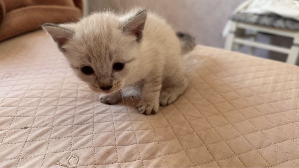 маленькие котята