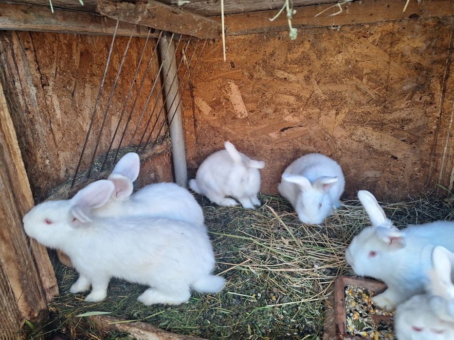 Iepuri Neozeelandez Alb