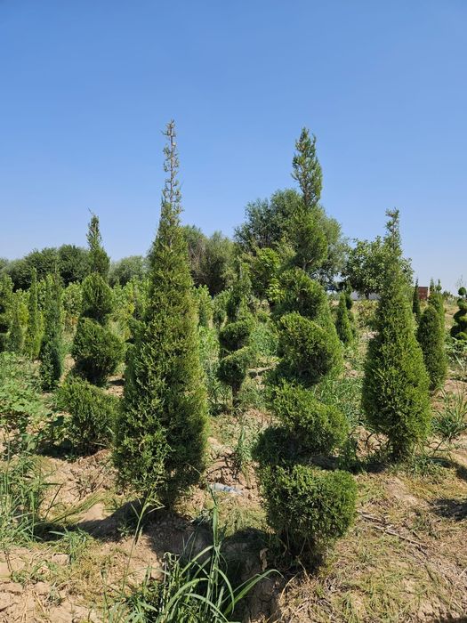 Саженцы, Кошет,Елка,деревьев,кустарники оптом и розницу сезонная акция