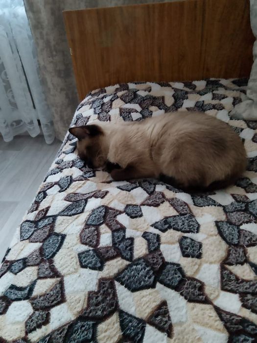 Отдам кошку в хорошие руки.