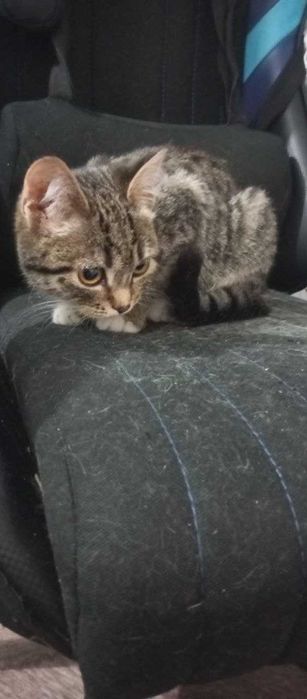 Отдам бесплатно кота и кошку подростков
