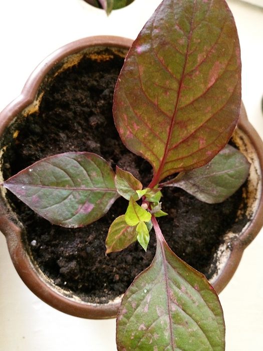 Продам молодое растение альтернатера