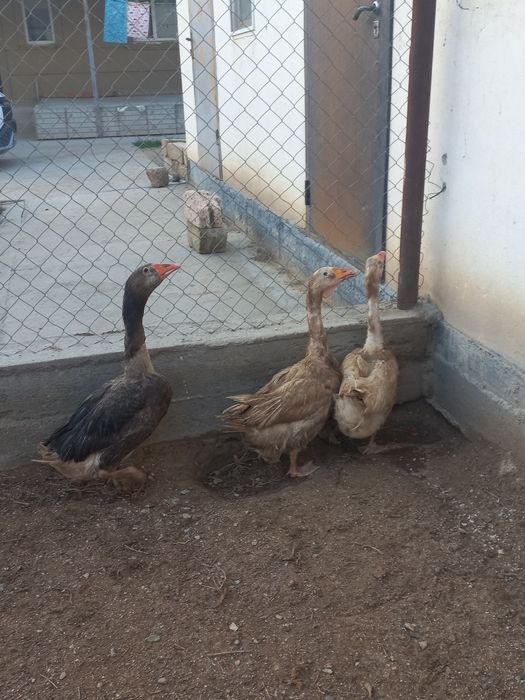 Қаздар,гусы 3 қаз