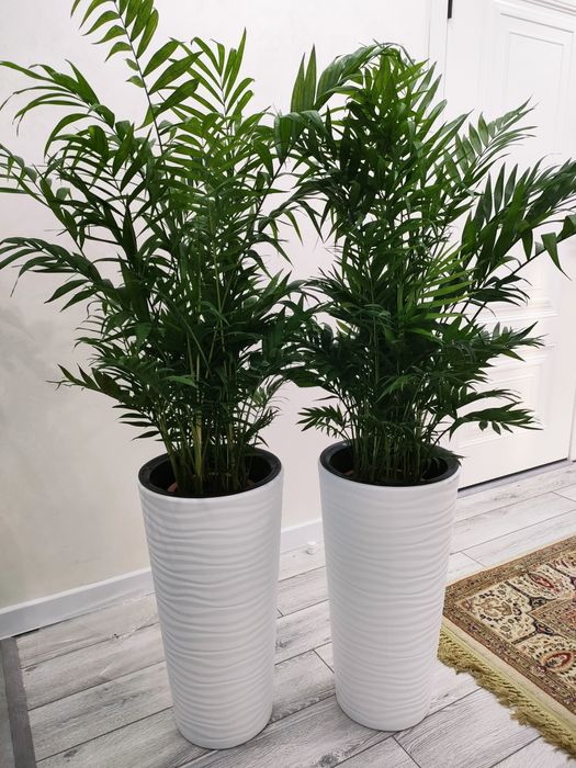 Комнатные растения. Доставка