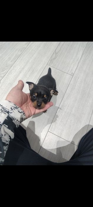 Пинчер 4  броя 3 мъжки