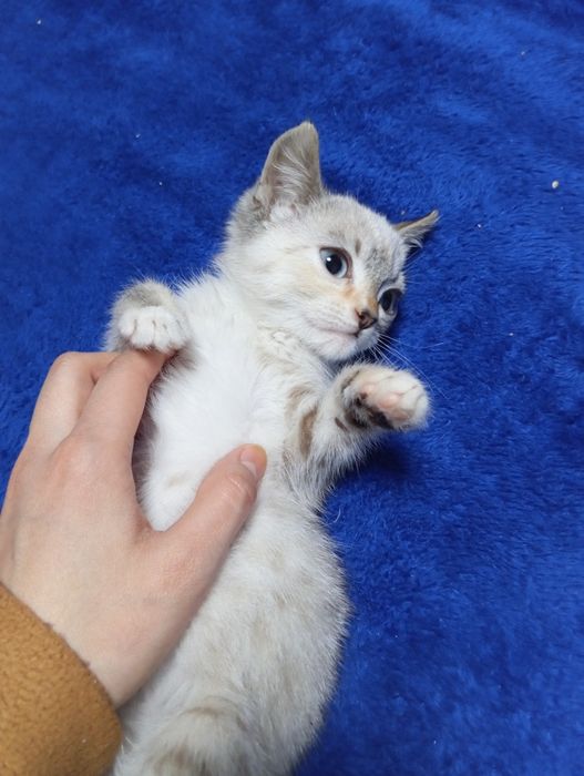 Yovvoyi va ehtirosli jinsiy aloqa