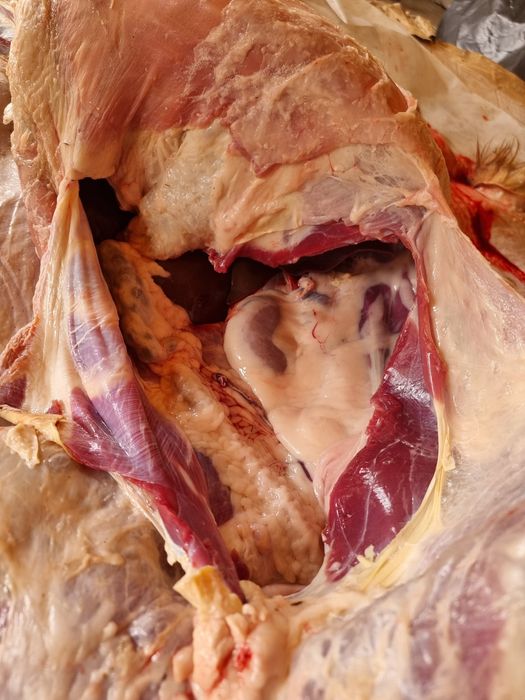 Семіз Қой (жирные Бараны)