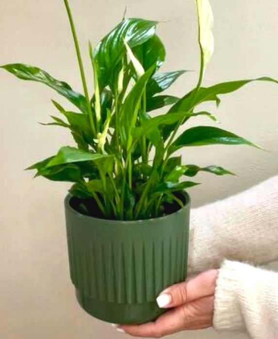 Комнатные растения, цветы для дома, офиса