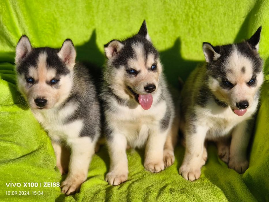 Хаски голубые глазки