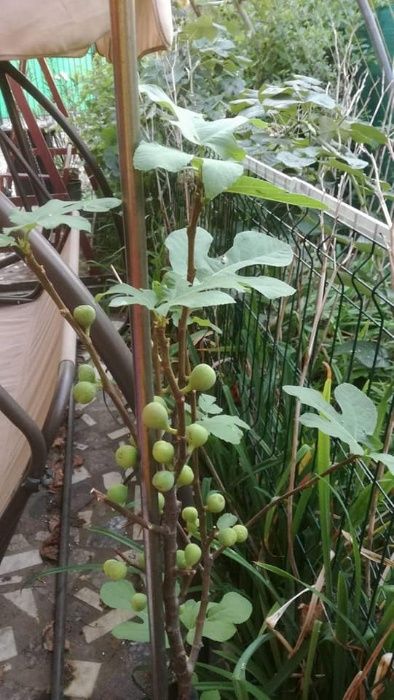 Butasi zmeur butasi mur smochini aclimatiati si stoloni capsuni