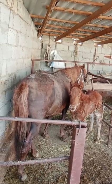 Семіз бордақы құлынды бие сатылады!