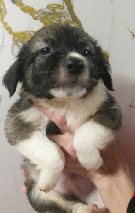 Два милых мальчика отдам в добрые руки