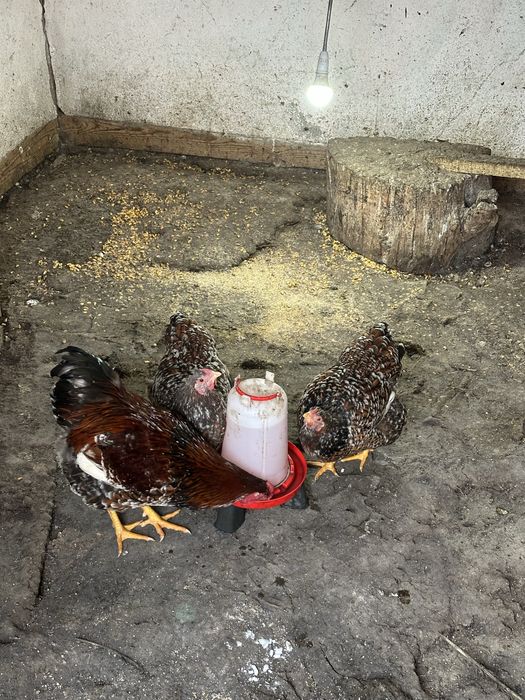 Vand oua de incubat Wiandotte si Sussex