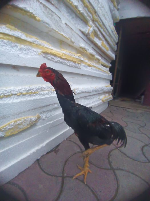 Dakan xoroz sotiladi soglom