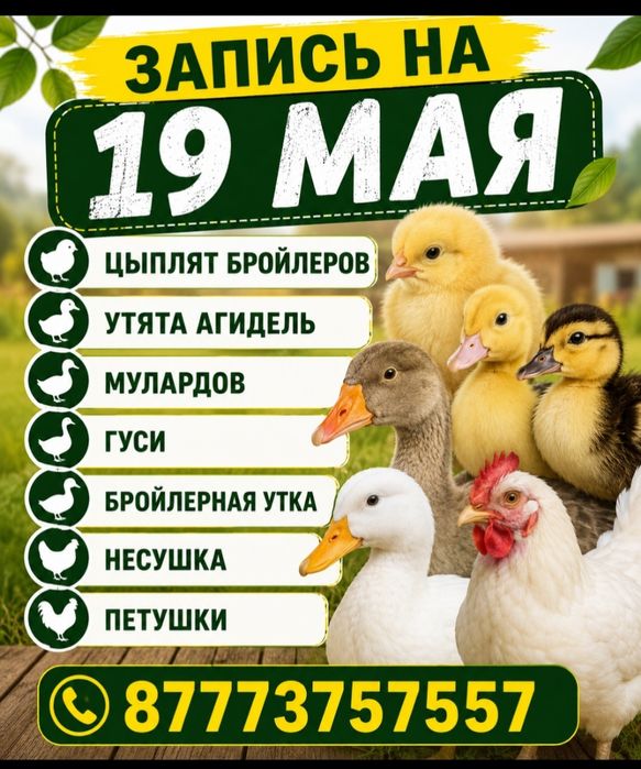 Продам цыплят бройлеров гусят утят индюшат