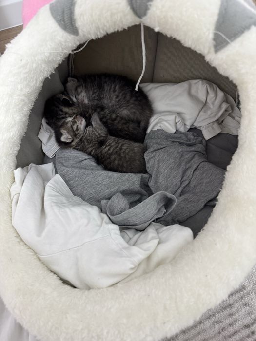 Британские котята