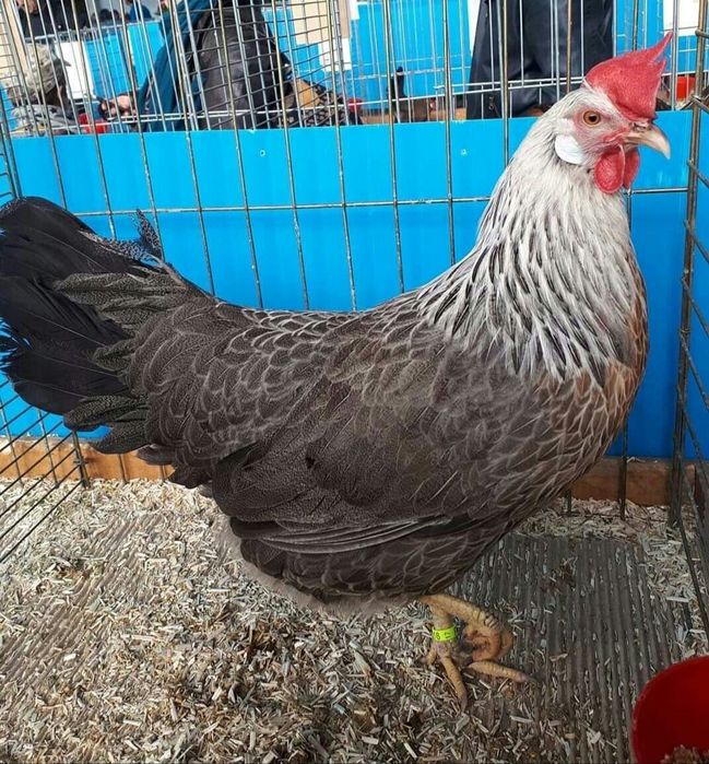 Куры петушки цыплята