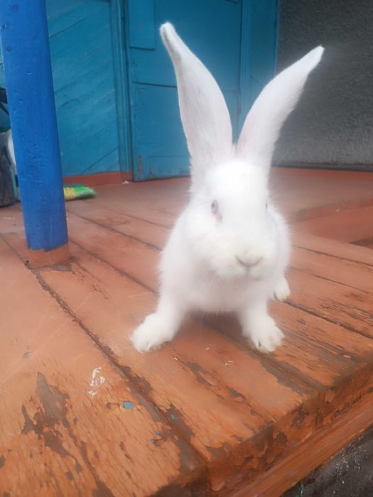 Крольчата породы Фландер.