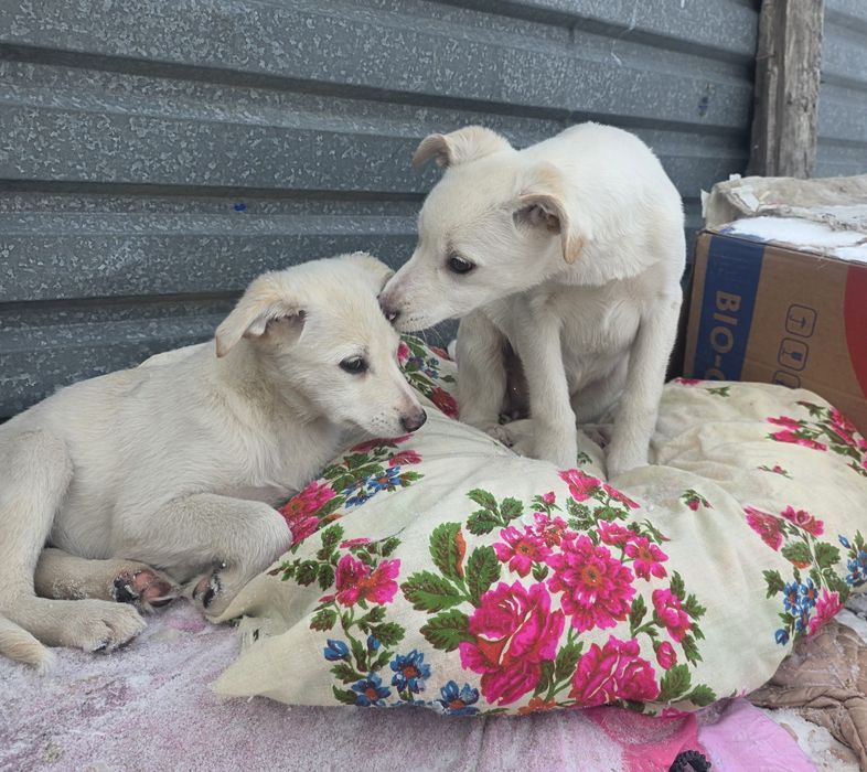 Самая сладкая девочка Джесика   2 месяца