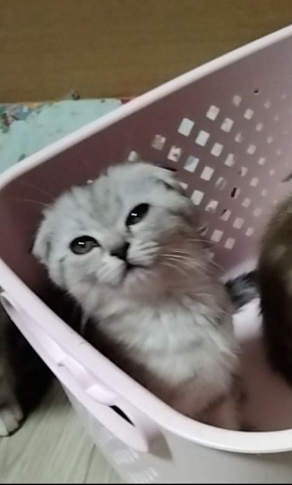 Скоттиш фолд. Девочки.