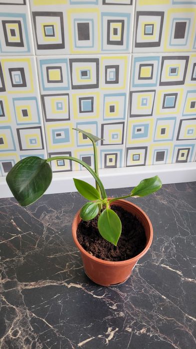 Молочай цветущий