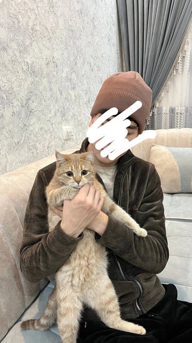 скоттиш-страйт...