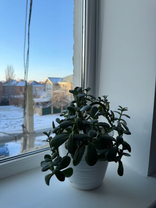 Долларовое дерево