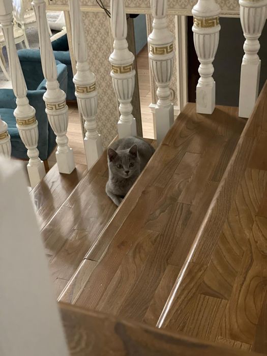 Кошка «Скотиш Страйт»