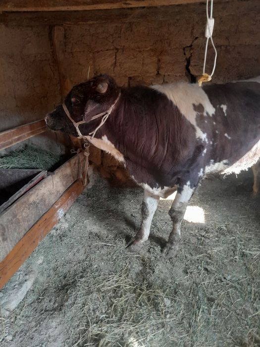 Buqa satiladi gbrit 2yaw