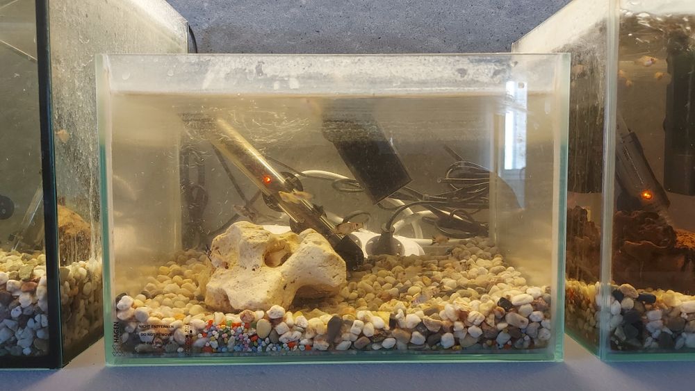 Vand acvariu + accesorii