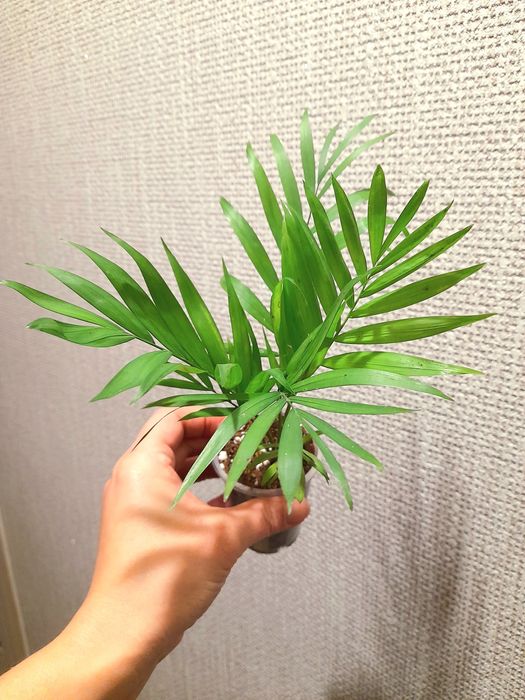 Продам Монстера Манки Адансони