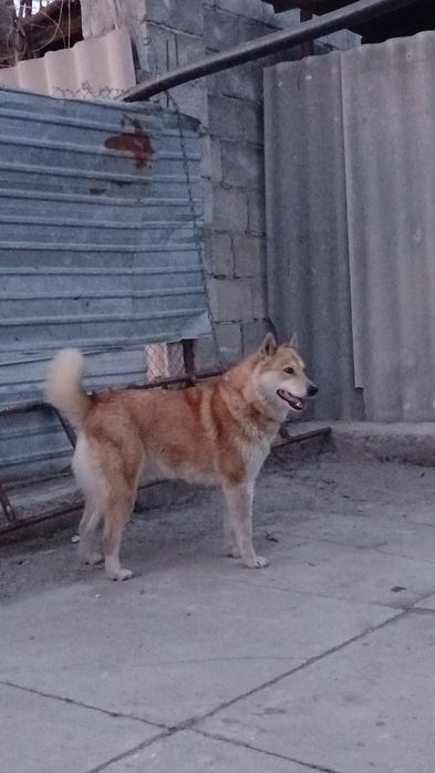 Лайка ургашы бир туган