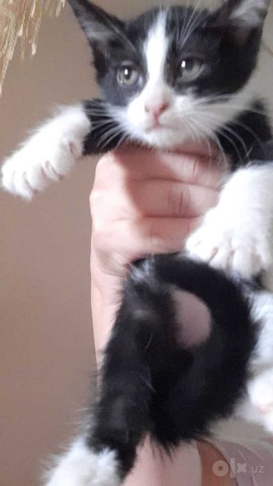 Котята отдаю бесплатно.