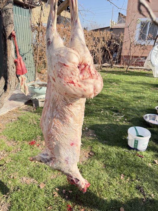 Мясо баранина свежее