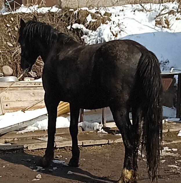 Продаётся горный жеребец