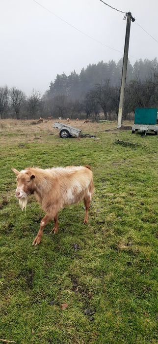 Vând tap frumos ,3 ani ,preferabil pt monta