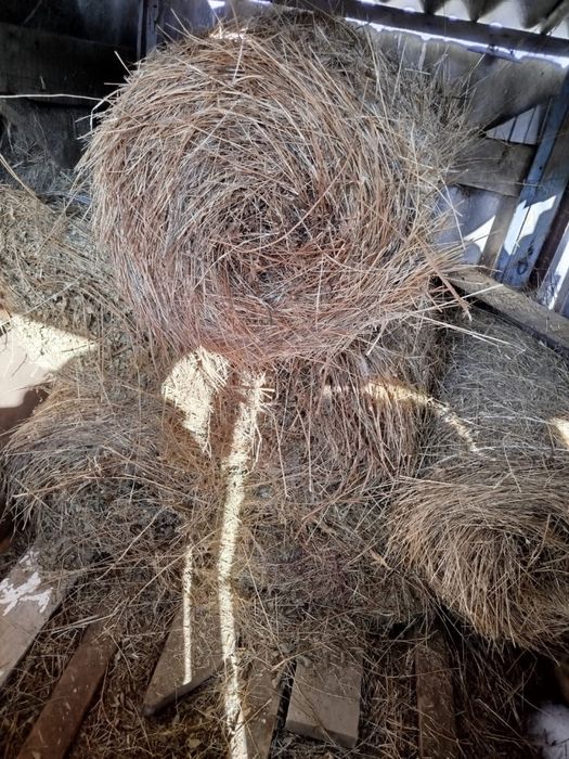 Сено мини рулон дешеов