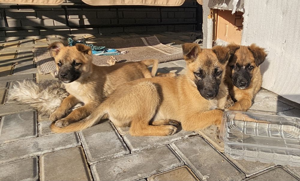 Ищем дом щенкам звонкам