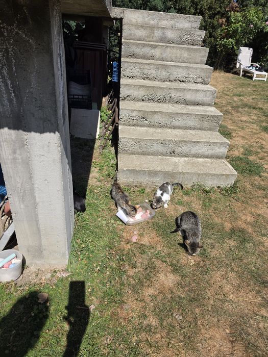 Pisicuție drăguțe gata pentru adopție