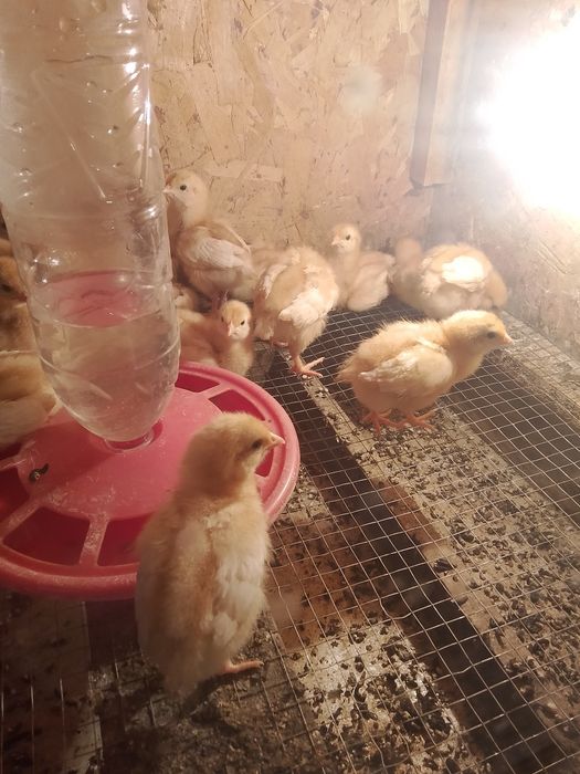 Цыплята Ломан Браун