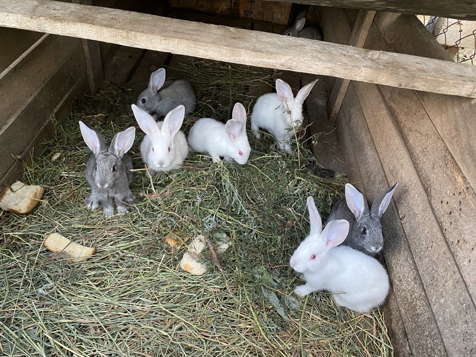 продам крольчат месячные и двухмесячные