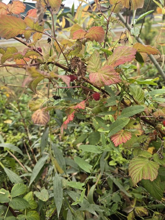 Продам саженцы малины крупной