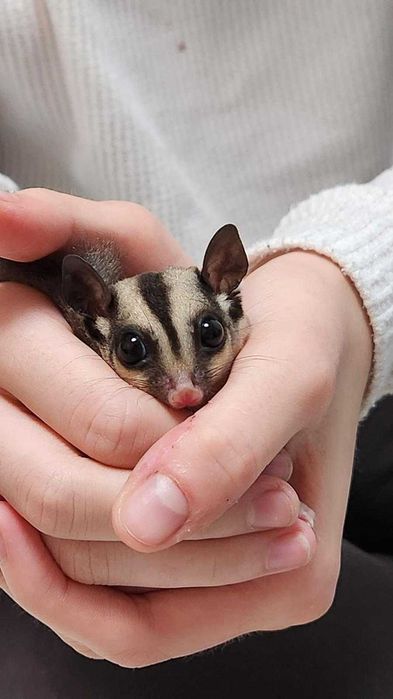 Veverita marsupiana