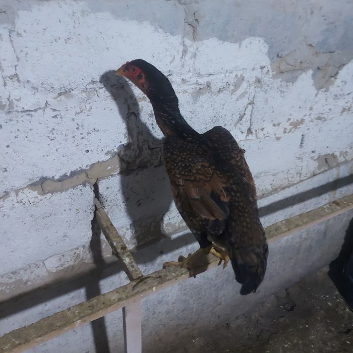 Корейц 1год ноги квадрат