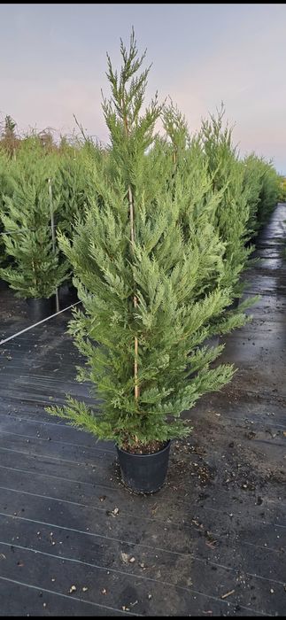 Cupressus leylandi gard viu veșnic verde