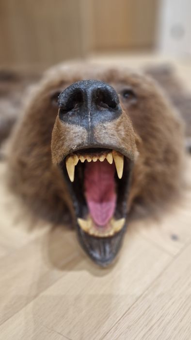 Ковёр из медвежьей шкуры