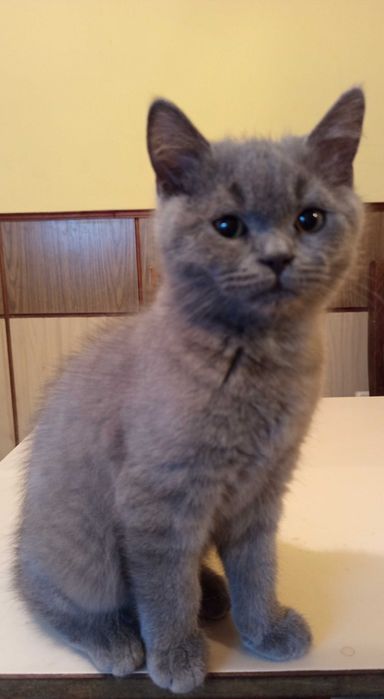 Британска късокосместа