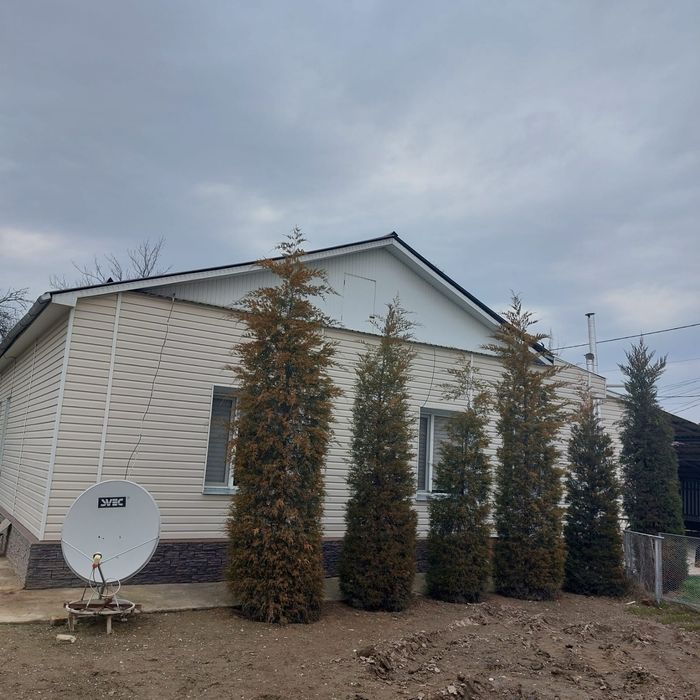 Продам многолетний можевельник