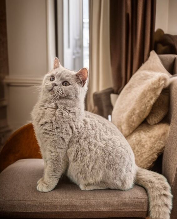 Motănel  British  Shorthair