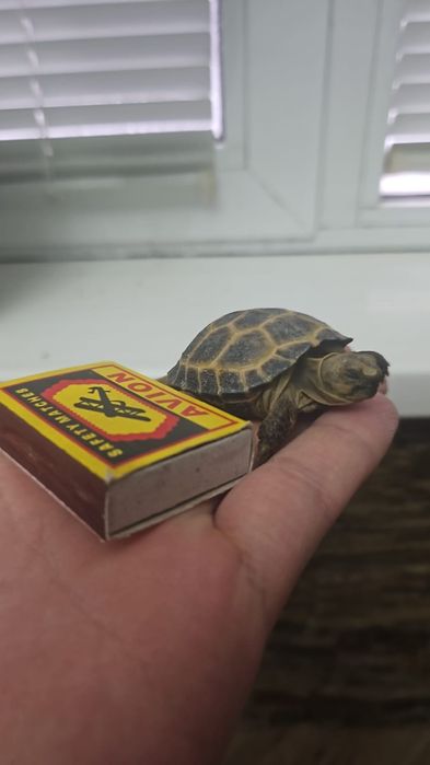 Сухопутная черепаха